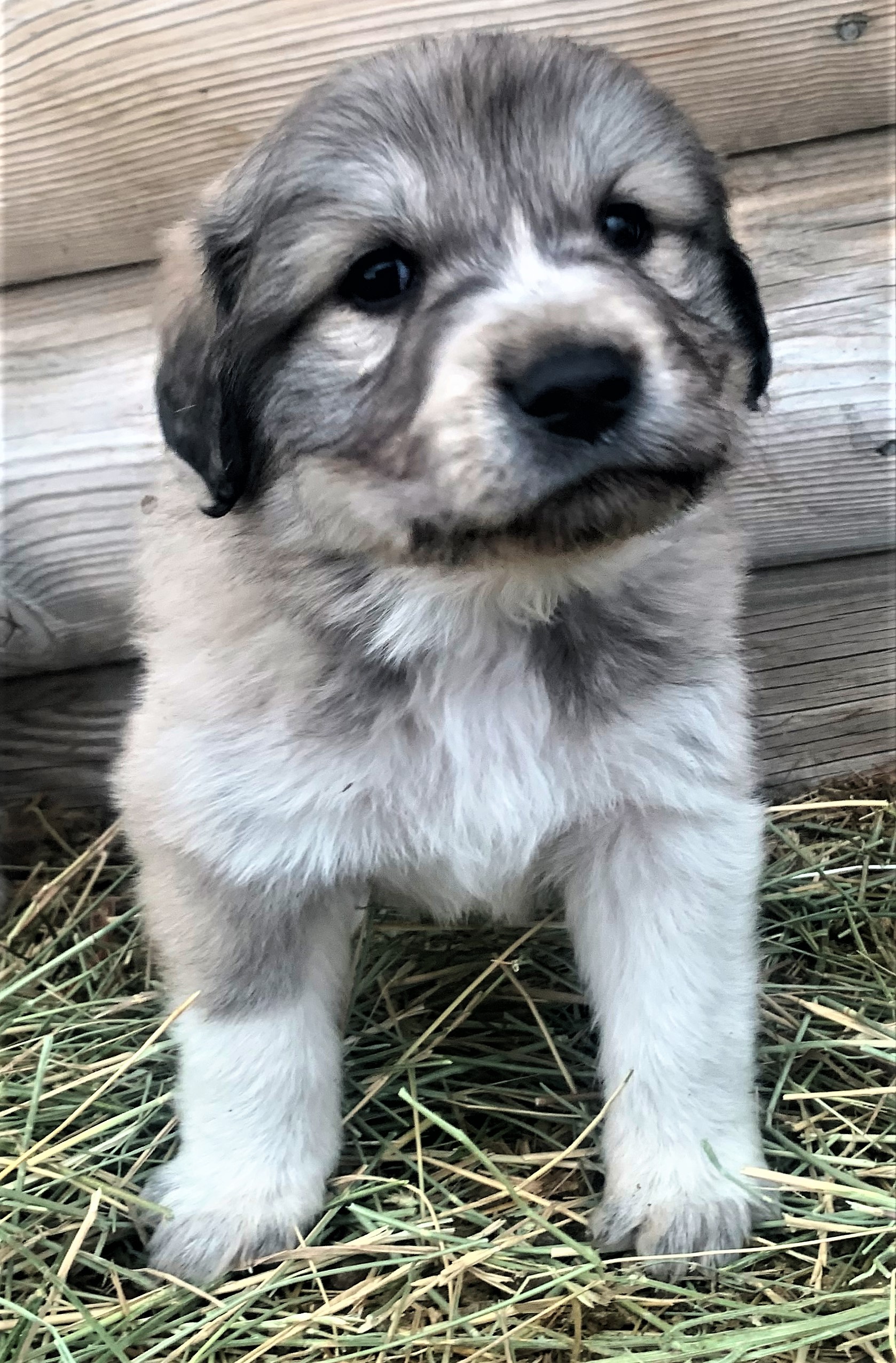 Colorado Mountain Dogs...